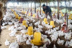 Di artikel ini kita menemukannya. Duh Pasar Ayam 90 Persen Dikuasai Asing Republika Online