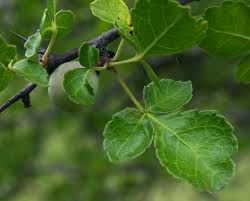 Image result for Commiphora viminea