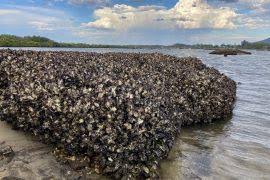 Image result for Acompsia subpunctella