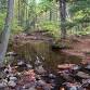 Homeschool Day: Stream Habitats