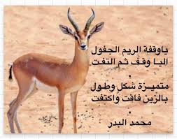 محمد البدر On Twitter الريم الجفول محمد البدر شعر بيت شعر