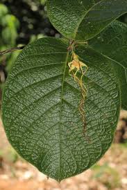 Image result for Strophanthus kombe