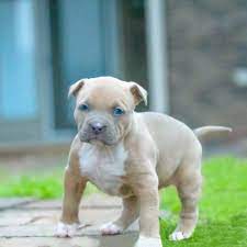 At fancy pitbull home, we are offering the best quality american pitbull puppies you can find anywhere else. Pitbull Mixes For Sale Online