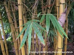 Image result for Bambusa vulgaris