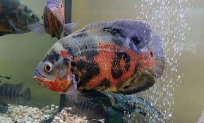Oscar fish is a popular aquarium fish of the family of cichlids, known mainly under the generic name astronotus. Oscar Fish Ultimate Guide For Care Breeding And Tank Setup Fishcomfort