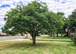 Pistacia chinensis — id 64262 symbol key pich4 common name chinese pistache family anacardiaceae category dicot division magnoliophyta us nativity introduced to u.s. Chinese Pistache Plant Resources Home Ttu