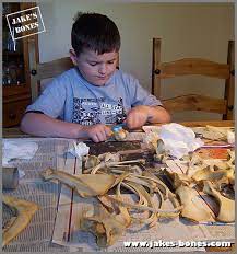 How To Clean Animal Bones - The Complete Guide : Jake's Bones