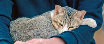 Can cats get lung cancer? Emerging Effective Cancer Option Catwatch Newsletter