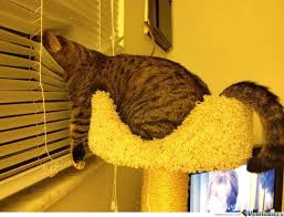 We did not find results for: Cat Looking Out Of Window By Risefire Meme Center