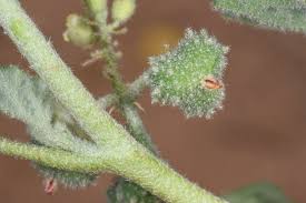 Image result for Chrozophora plicata