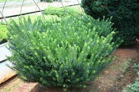 Cephalotaxus Harringtonia Duke Gardens Plum Yew Small Shrubs Garden Gold
