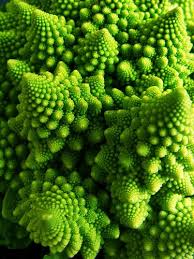Biology In Action Fractal Geometry Fractals In Nature Geometry In Nature Fractals