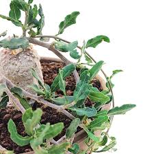 Image result for Fockea multiflora