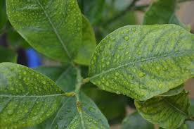 Why Are The Leaves On My Lemon Tree Turning Yellow Citrus Trees Lemon Tree Plant Leaves