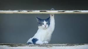 Her pupils are fine, walking is fine, i've rubbed her all over and she is not having pain. Cats On Balconies Why Vets Urge Melbourne Owners Need To Be Careful Herald Sun