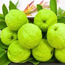 Image result for Psidium guajava