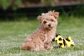 Welche hunderasse passt zu mir? Maltipoo Alle Infos Zur Rasse Die Tierexperten