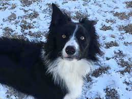 Border Collie Dog For Adoption In Ames Ia Adn 753034 On Puppyfinder Com Gender Male Age Young Bordercollie Border Collie Dog Border Collie Dog Adoption