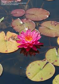 Tricker's has a supply that has adorned water garden pools for decades with true beauty! Plantfiles Pictures Hardy Water Lily Waterlily Mayla Nymphaea By Growin