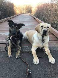 I fell in love with dogs when i was 6 years old. We Love Pets Derby Petscare