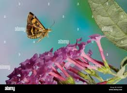 Image result for Pyrausta aurata