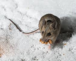 Waldmaus Im Schnee Mit Walnuss Foto Bild Tiere Maus Waldmaus Winter Schnee Garten Natur Bilder Auf Fotocommunity