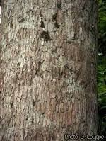 Image result for Terminalia superba