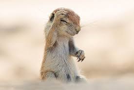 Comedy Wildlife Photography Contest Imgur Funny Wild Animals Comedy Wildlife Photography Animal Photography