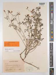 Image result for Antopetitia abyssinica