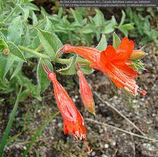 Image result for Epilobium salignum