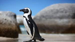 They can move faster through air than water, so will often porpoise to escape from a predator. African Penguin San Diego Zoo Animals Plants