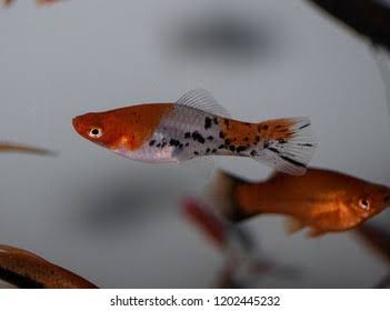 Xiphophorus Hellerii Swordtail Species Freshwater Fish Stock Photo 1202445232 | Shutterstock