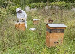 Quelles Abeilles Choisir Pour Son Nouveau Rucher Abeille Abeilles Sauvages Abeille Charpentiere