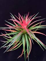 Image result for Teedia lucida