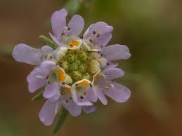 Image result for Limosella maior