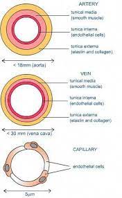 Human Cardiac And Respiratory Systems Describe The Structure Of Arteries And Veins And Capillaries An Basic Anatomy And Physiology Arteries And Veins Arteries