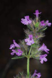 Image result for Micromeria