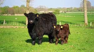 Frost forms on the back of galloway cows on february 1, 2019 in crainlarich in scotland. Galloway Zuchter Interessengemeinschaft Nord E V Galloway Interessengemeinschaft Nord E V