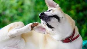 Image result for mold in the ear dog