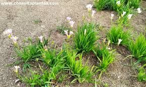 Image result for Freesia grandiflora