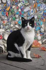 istanbul cat hayvanlar kedi cats