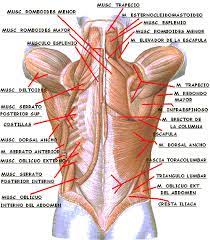 We did not find results for: Musculos Espalda Musculos Del Cuerpo Humano Anatomia Humana Huesos Anatomia Musculos