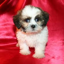 Pin On Puppies For Sale