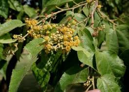 Image result for Guazuma