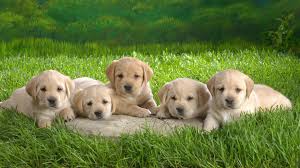 You will definitely choose from a huge number of pictures that option that will suit you exactly! Spring Animal Wallpaper Posted By Zoey Tremblay
