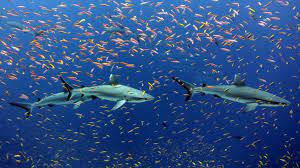We did not find results for: Mit Haien Tauchen Auf Cocos Island Costa Rica Rateyourdive Com