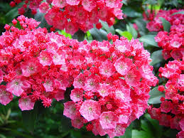 The colors of the hydrangea plants are generally green, however, some cultivars have leaves that are variegated with prominent white streaks. Tall Shrubs For Shady Yards Hgtv