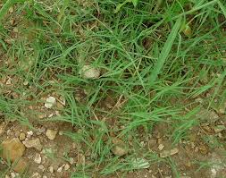 Rumput untuk pakan ternak ini namanya cakar ayam. Herbisida Untuk Rumput Grinting Rumput Untuk Pakan Ternak Adalah Jenis Rumput Yang Bisa Digunakan Dalam Usaha Ternak Artis Artis Yang Meninggal Di Usia Muda