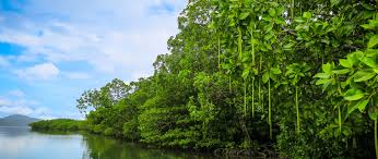 Bakau tersebar di sekitar wilayah khatulistiwa dengan iklim tropis dan sebagian iklim subtropis. Pelestarian Hutan Mangrove Dengan Cara Restorasi Mangrovemagz Com