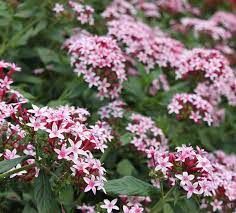 We did not find results for: Perennials And Annuals What S The Difference In Florida Costa Farms